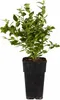 Heidelbeere Goldtraube 71 ca. 60 cm – robuste Produktbild-Vorschau 3
