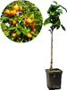 Diospyros kaki 'Tipo' - Sharonfrucht - 5 Liter Topf - 100cm Produktbild-Vorschau 1