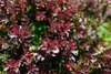 A close-up view of a shrub with small, dark red leaves. Produktbild-Vorschau
