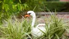 Giesskanne_Schwan Voir les images du produit