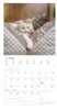 Alpha Edition - Samtpfötchen Kalender 2026 - Wandkalender & Produktbild-Vorschau 4