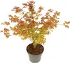 Érable du Japon - Acer palmatum 'Little Princess' - Hauteur Voir les images du produit 1