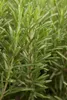 A close-up shot of rosemary sprigs. Produktbild-Vorschau