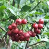 A close-up of a cluster of red berries on a branch with green leaves. Náhled obrázku produktu