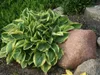 Stauden Gänge 3 x Hosta Kollektion im 1 Liter Topf - Produktbild-Vorschau 7