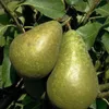 Conference Birne Birnenbaum Obstbaum kleinbleibend Produktbild-Vorschau 1