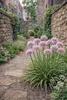 Stauden Gänge 3 x Allium ‚Little Sapphire' im 1 Liter Topf Produktbild-Vorschau 7