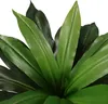 hjh OFFICE Kunstpflanze DRACAENA I Künstliche Pflanze Produktbild-Vorschau 4