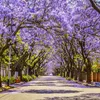 Jacaranda Mimosifolia - 10 ks semen - Rychlerostoucí - Náhled obrázku produktu 7