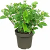 Rispenhortensie ‘Wim’s Red’ 3L Topf  – winterharte Produktbild-Vorschau 4