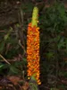 Hewitts Aronstab (Amorphophallus hewittii) - 1 gekeimter Produktbild-Vorschau 3
