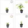 Pôdny krytinový materiál - Ceratostigma plumbaginoides - Náhľad obrázku produktu 5