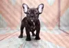 Vlies Fototapete - French Bulldog 150x105 cm Tiere Produktbild-Vorschau 5