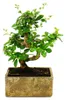 Pokojový bonsai – v moderní designové keramice – pokojový Náhled obrázku produktu 1