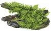 Aquarium Pflanze Vesicularia montagnei Christmas auf Wurzel Produktbild-Vorschau 6
