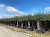 A row of potted olive trees under a blue sky with clouds. Voir les images du produit