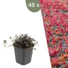 Plants by Frank | 48 Stachelnuss Pflanzen | Acaena Produktbild-Vorschau 1