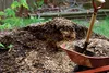 acceleratore di compost 1 kg BIOPON Anteprima dell’immagine prodotto 5