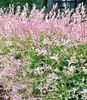 BALDUR Garten 1x Salix-Hecke Hakuro Nishiki, Pflanze im 11 Produktbild-Vorschau 2