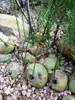 Kletterzwiebel (Bowiea volubilis)  - 5 Samen Produktbild-Vorschau 3