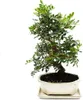 Bonsai - Pistacia lentiscus - Arbusto di lentisco - Anteprima dell’immagine prodotto 1