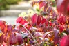 Euonymus alatus, Flügel-Spindelstrauch, 40–60 cm, leuchtend Produktbild-Vorschau 8