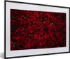 MuchoWow® Gerahmtes Poster Blumen - Rosen - Rot 60x40 cm - Produktbild-Vorschau 1