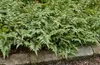 Athyrium niponicum 'Metallicum', Japanischer Produktbild-Vorschau 4