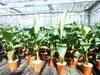 Bananenstaude Musa Basjoo 100 - 120 cm winterhart Staude Produktbild-Vorschau 3