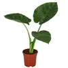 Dehner Pfeilblatt, Alocasia macrorrhiza, markantes Produktbild-Vorschau 1