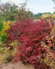 Berberis thunbergii 'Atropurpurea', Blutberberitze, Produktbild-Vorschau 10
