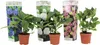 Four potted hydrangea plants with decorative sleeves are displayed against a white background. Produktbild-Vorschau