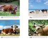 Kuhzauber Tischkalender 10x10cm für 2027 Kühe Rind Kalb - Produktbild-Vorschau 3