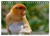 Nasenaffen von Borneo (Tischkalender 2027 DIN A5 quer), Produktbild-Vorschau 5