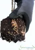4 x Riesen Chinaschilf, ideal als Hecke und Sichtschutz, Produktbild-Vorschau 6