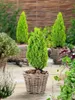 Chamaecyparis lawsoniana 'Ellwood's Gold', gelbgrün, 20–30 Produktbild-Vorschau 3