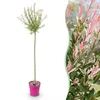 Salix Flamingo - Ø23cm - ↕140-160cm Voir les images du produit 1