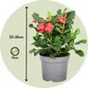 Wilczomlecz okazały - Euphorbia 'Milii' - Wysokość 25-35cm Podgląd zdjęcia produktu 2