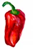 Süßer geräucherter Paprika 1Kg Echtes gutes spanisches Produktbild-Vorschau 4