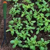 Coltivatore da giardino, coltivatore a mano, rastrello da Anteprima dell’immagine prodotto 8