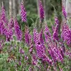6 x Rotblühender Fingerhut - Digitalis purpurea  | Topf 9cm Produktbild-Vorschau 2