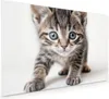 Küchenrückwand Spritzschutz Glas mit Motiv Katzenjunges 40 Produktbild-Vorschau 1