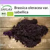 SAFLAX - BIO - Kel - Červený Krauser - Brassica oleracea Náhľad obrázku produktu 10