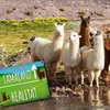 Metallschild mit Lama Motiv und Spruch: Willkommen im Produktbild-Vorschau 5