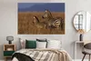 MuchoWow® Poster Mutter und Babyzebra 180x120 cm - Produktbild-Vorschau 5