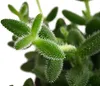 Dehner Gurkenpflanze, Delosperma echinatum, Sukkulente mit Produktbild-Vorschau 2