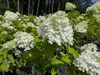 Hortensie Rispenhortensie Stamm 150 - 170 cm Limelight weiß Produktbild-Vorschau 4