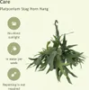 Meergroothandel Platycerium Hirschhorn (fougère corne de Voir les images du produit 5