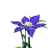 A close-up of a purple clematis flower against a white background. Anteprima dell’immagine prodotto