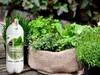 Naturdünger - Brennnessel Extra - 1L - Wachstumsfördernd - Produktbild-Vorschau 4